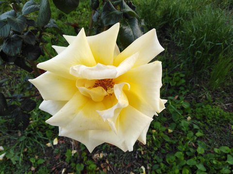 Ros&agrave; thea