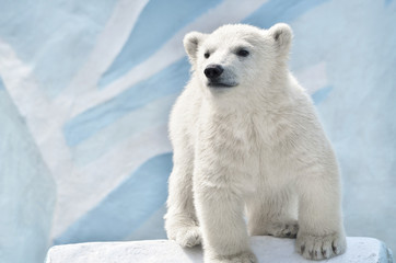 Fototapeta na wymiar polar bear