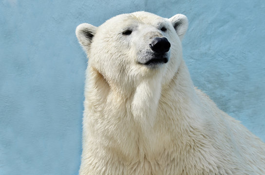 polar bear