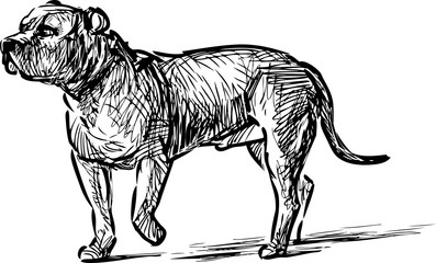 Hand drawing of a duard dog on a walk