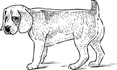 Sketch of a puppy of hunting dog