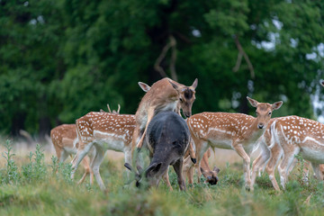 fallow deer in the forest