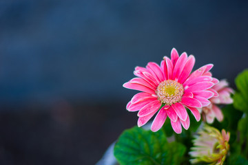 Fuchsia Calendula flower in a dark background.