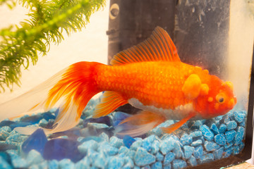 Sick goldfish with bumbs on its scale, fish bowl