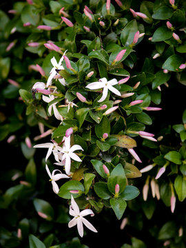 wild jasmine of southern Africa