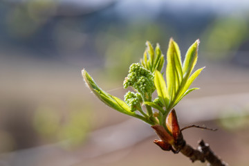 Unblown inflorescences of a mountain ash red with gently green leaves. Ready photo background. Soft focus. Degradation. Macro.