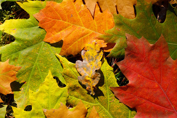Multicolored leaves lie on the ground