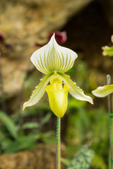 White lady's slipper orchids (Paphiopedilum Maudiae)