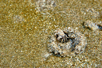 crab in sand