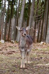 Naklejka na ściany i meble European mouflon in the German forest