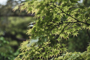 緑のもみじ