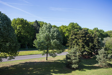 Fototapeta na wymiar asphalt road and green tree in countryside