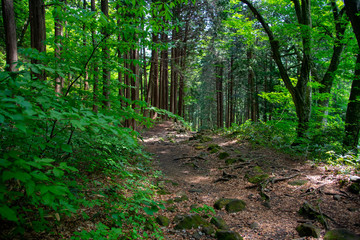 中国地方の高原の初夏の新録の森の小道が美しい