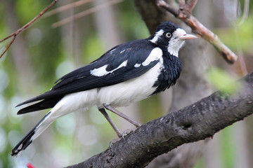 bird in a park in Sydney (Australia)