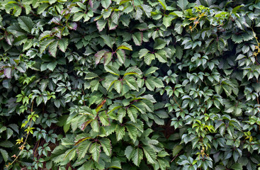 Obraz premium Green leaves of wild grapes ivy ( Parthenocissus quinquefolia ) Background, texture