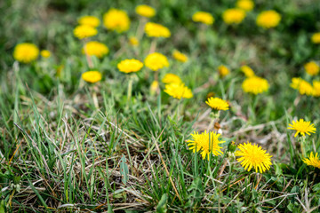 Blooming yellow dandelions in spring.