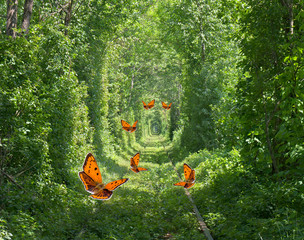 Naklejki  Pomarańczowe motyle w czarne kropki skąpe miedziane w tunelu miłości w słonecznym świetle. Linia kolejowa w lesie utworzyła zielony tunel