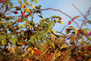 Schw&auml;bische Alb