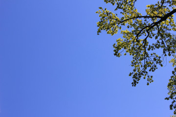 Tree branch with green leaves on blue sky background 