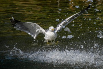 Seagull splashing and washing in a water fountain lake