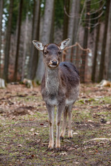 Naklejka na ściany i meble European mouflon in the German forest
