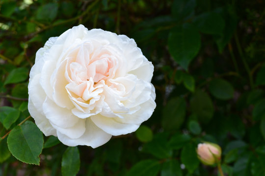 Blooming white tender rose flower on the green background in the garden