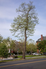 Beautiful Tree, Urban spring scene in Washington DC