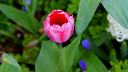 Tulips in the garden