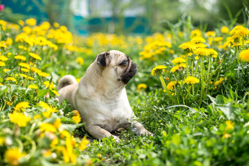 bright yellow carpet of dandelions on the pug