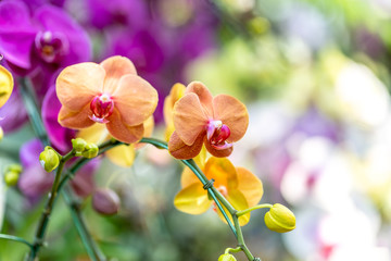 Phalaenopsis orchids flowers bloom in spring , Selective Focus