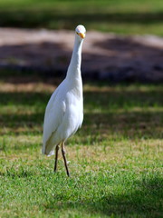 Great egret white