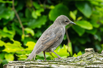 Juvenile starling perched on a log facing right in natural garden habitat