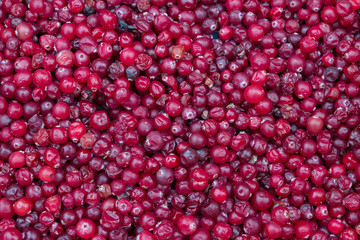 A lot of red cranberry berries collected in the forest
