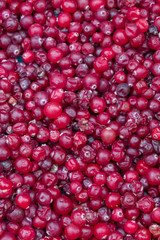 A lot of red cranberry berries collected in the forest