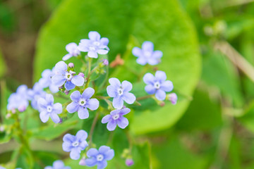 Small lilac flowers with large green leaves in early spring