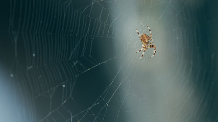 Garden spider