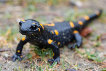 feuersalamander am weg