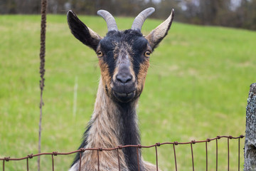 Goat looking over wire fence on a farm