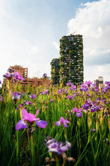 Iris flowers in the garden against Bosco Verticale or vertical forest apartment buildings towers in Porta Nuova district, Milano, Italy