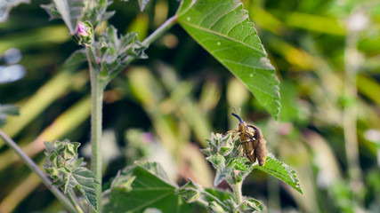 Lixus angustatus, a species of weevil (family Curculionidae), Granada, Spain