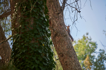 squirrel on tree