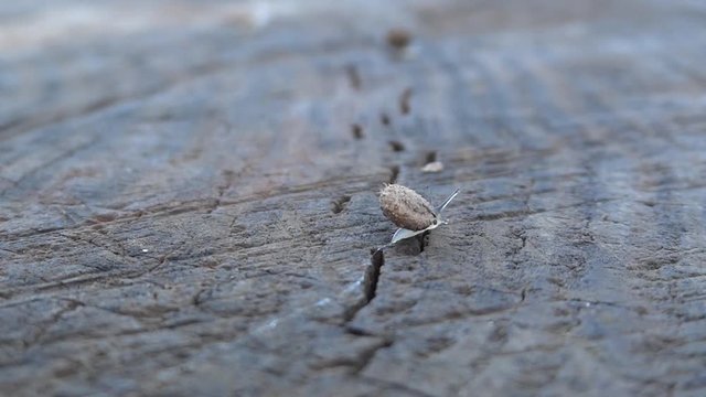 After rain newborn snails move on wet stump 