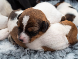 Tiny puppies sleeping in a pile