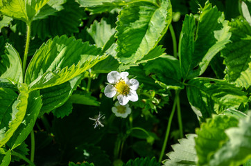 strawberry flower
