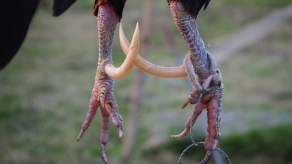Spurs of bantam chickens are sharp and longer than ordinary chicken.