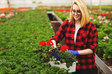 Young female gardener in gloves working in greenhouse, planting and taking care of flowers.