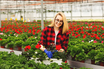 Young female gardener in gloves working in greenhouse, planting and taking care of flowers.