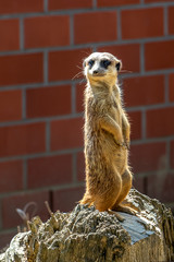 Im Tierpark