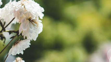 white garden flowers isolated on green background. greeting card background for your text.