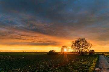 The sun sets behind a group of trees in the wide open dutch landscape. The clouds in the western sky are beautifully colored by the setting sun.